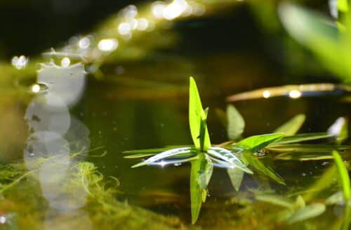 LIPKA – pracoviště Lipová