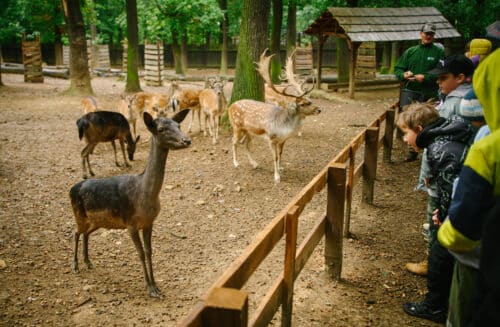 Lesy hlavního města Prahy - Ekologická výchova