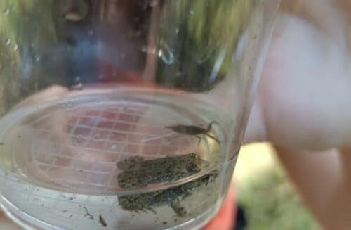 Pálečský statek, z.s.