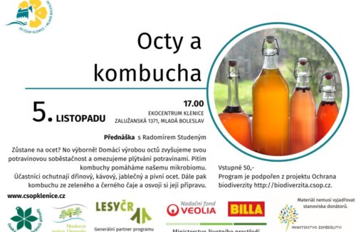 Octy a kombucha