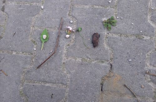 MÍSTNĚ ZAKOTVENÉ UČENÍ V MŠ – letní kurz