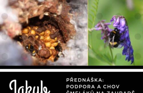 Přednáška Podpora a chov čmeláků na zahradě