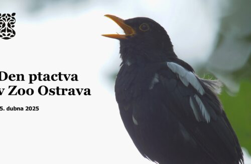 Den ptactva v Zoo Ostrava
