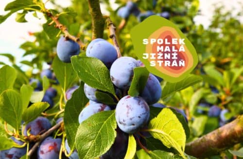 Peckoviny na Stráni: diskuse a praxe s odborníkem